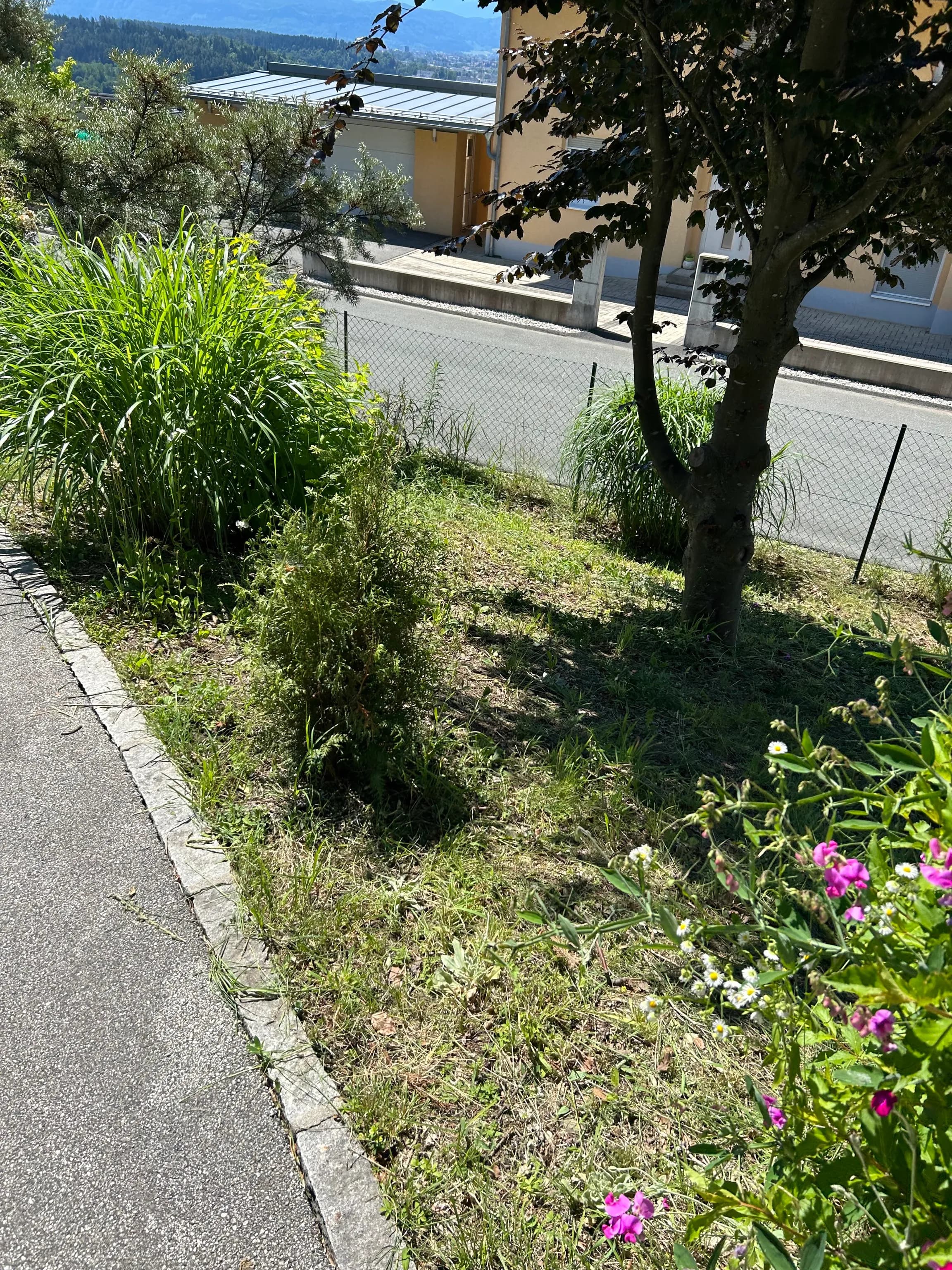 Gartenpflege - Unkrautjäger im Einsatz 2